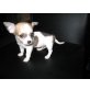 Chihuahua langhaariger Schlag - Rüde