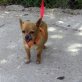 Chihuahua langhaariger Schlag - Rüde