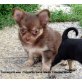 Chihuahua langhaariger Schlag - Rüde