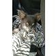 Chihuahua langhaariger Schlag - Rüde