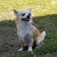 Chihuahua langhaariger Schlag - Rüde