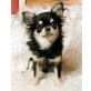 Chihuahua langhaariger Schlag - Rüde