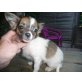 Chihuahua langhaariger Schlag - Rüde