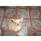 Chihuahua langhaariger Schlag Welpen - Hündin