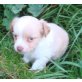 Chihuahua langhaariger Schlag Welpen - Hündin
