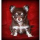 Chihuahua langhaariger Schlag Welpen - Hündin