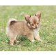 Chihuahua langhaariger Schlag Welpen - Hündin