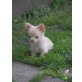 Chihuahua langhaariger Schlag Welpen - Hündin