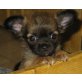 Chihuahua langhaariger Schlag Welpen - Hündin