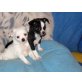 Chihuahua langhaariger Schlag Welpen - Hündin