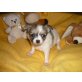Chihuahua langhaariger Schlag Welpen - Hündin