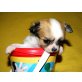 Chihuahua langhaariger Schlag Welpen - Hündin