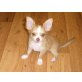 Chihuahua langhaariger Schlag Welpen - Hündin