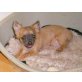 Chihuahua langhaariger Schlag Welpen - Hündin