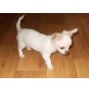 Chihuahua langhaariger Schlag Welpen - Hündin