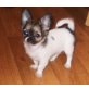 Chihuahua langhaariger Schlag Welpen - Hündin