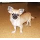 Chihuahua langhaariger Schlag Welpen - Hündin