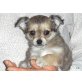 Chihuahua langhaariger Schlag Welpen - Hündin