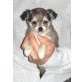 Chihuahua langhaariger Schlag Welpen - Hündin