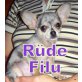 Chihuahua langhaariger Schlag Welpen - Hündin
