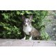 Chihuahua langhaariger Schlag Welpen - Hündin