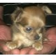 Chihuahua langhaariger Schlag Welpen - Hündin