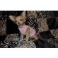 Chihuahua langhaariger Schlag Welpen - Hündin