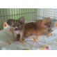 Chihuahua langhaariger Schlag Welpen - Hündin