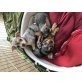 Chihuahua langhaariger Schlag Welpen - Hündin