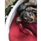 Chihuahua langhaariger Schlag Welpen - Hündin