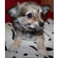 Chihuahua langhaariger Schlag Welpen - Hündin
