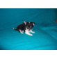 Chihuahua langhaariger Schlag Welpen - Hündin