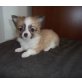 Chihuahua langhaariger Schlag Welpen - Hündin