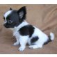 Chihuahua langhaariger Schlag Welpen - Hündin