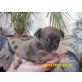 Chihuahua langhaariger Schlag Welpen - Hündin