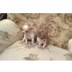Chihuahua langhaariger Schlag Welpen - Hündin