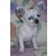 Chihuahua langhaariger Schlag Welpen - Hündin