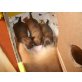  - , Chihuahua langhaariger Schlag Welpen - Hündin