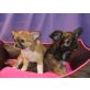 Chihuahua langhaariger Schlag Welpen - Hündin