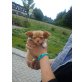 Chihuahua langhaariger Schlag Welpen - Hündin