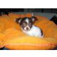 Chihuahua langhaariger Schlag Welpen - Hündin