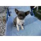 Chihuahua langhaariger Schlag Welpen - Hündin