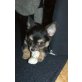 Chihuahua langhaariger Schlag Welpen - Hündin