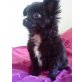 Chihuahua langhaariger Schlag Welpen - Hündin