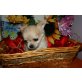Chihuahua langhaariger Schlag Welpen - Hündin
