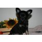 Chihuahua langhaariger Schlag Welpen - Hündin