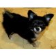 Chihuahua langhaariger Schlag Welpen - Hündin