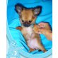 Chihuahua langhaariger Schlag Welpen - Hündin