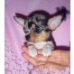 Chihuahua langhaariger Schlag Welpen - Hündin
