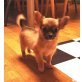 Chihuahua langhaariger Schlag Welpen - Hündin